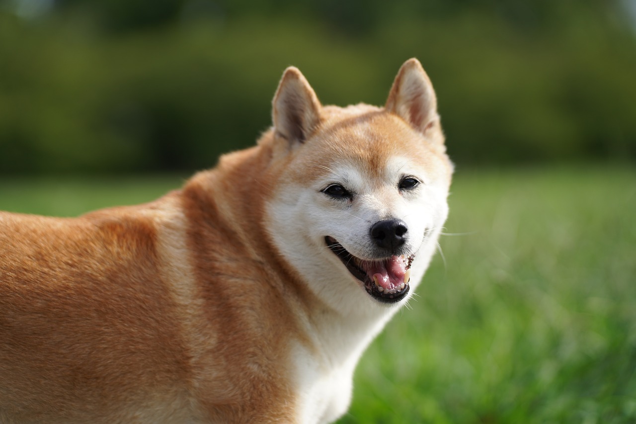 Shiba Inu - The Dogecoin Killer?